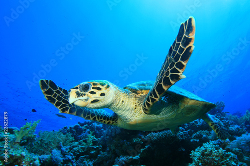 Sea Turtle (Hawksbill Turtle - Eretmochelys imbricata) © Richard Carey