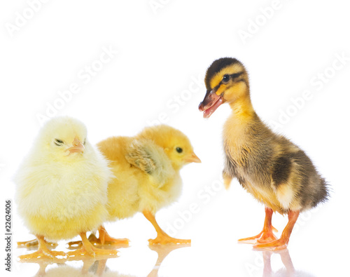 Chickens and ducklings.