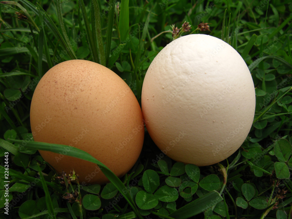 fresh hen's eggs fresh hen's eggs