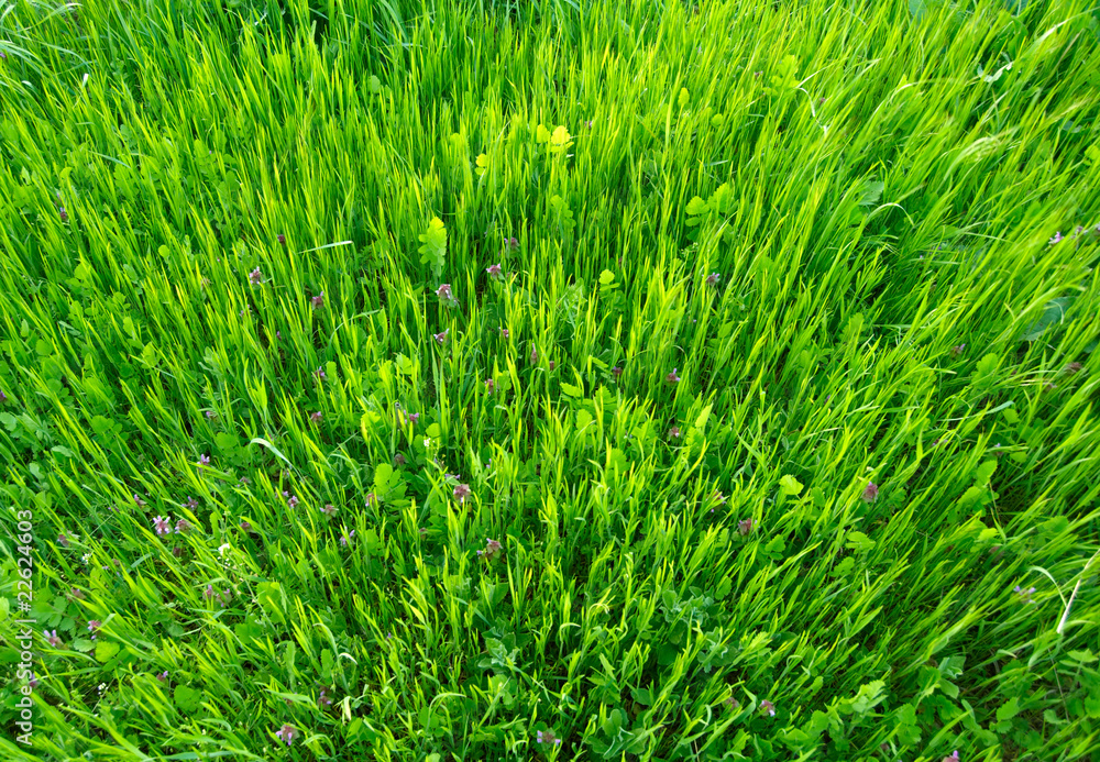 Fresh green grass background Fresh green grass background