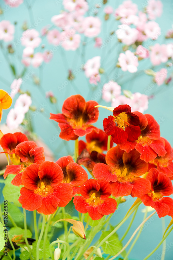 Obraz premium background flowers