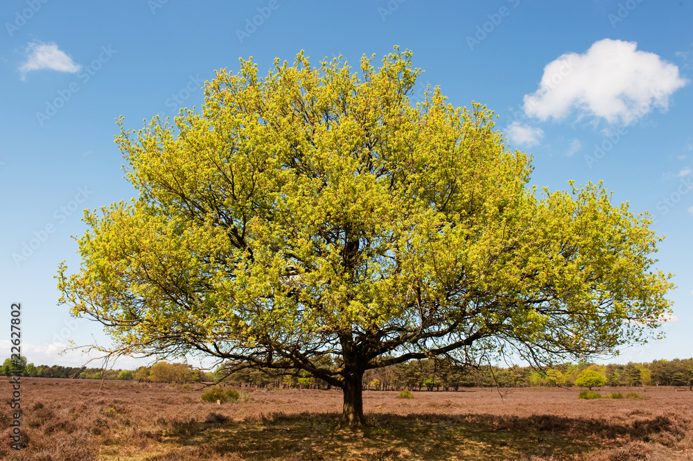 Fototapeta premium Beech tree in landscape