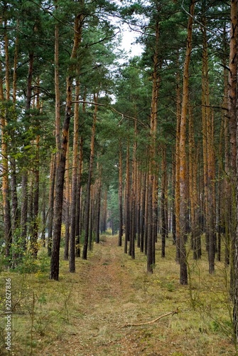 Fototapeta Naklejka Na Ścianę i Meble -  Forest somewhere in Poland #3