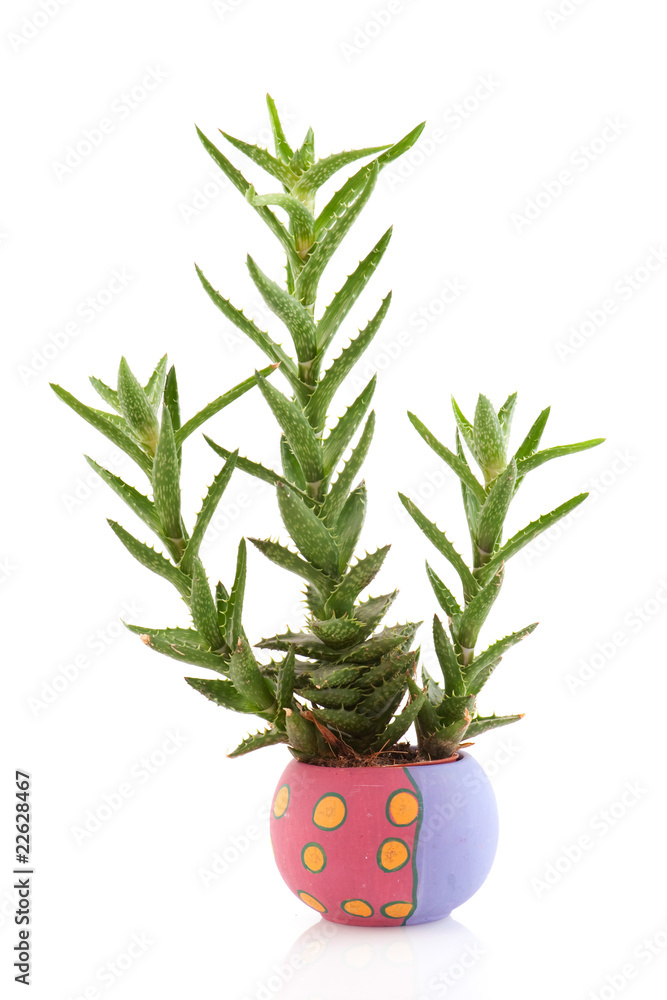 Prickly succulent plant Prickly succulent plant
