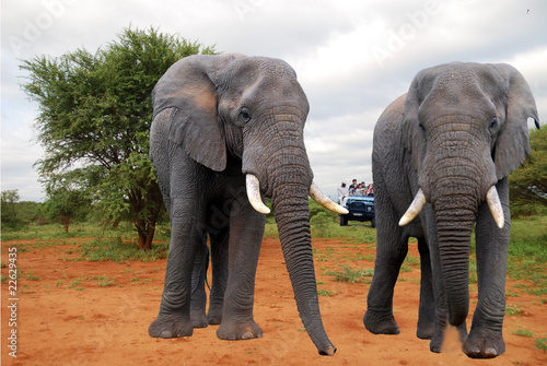 elefanti nel parco Kruger Sud Africa photo