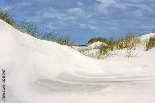 Beach grass in the dunes
