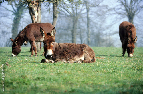 Konstfotografi trois ânes normands dans la prairie