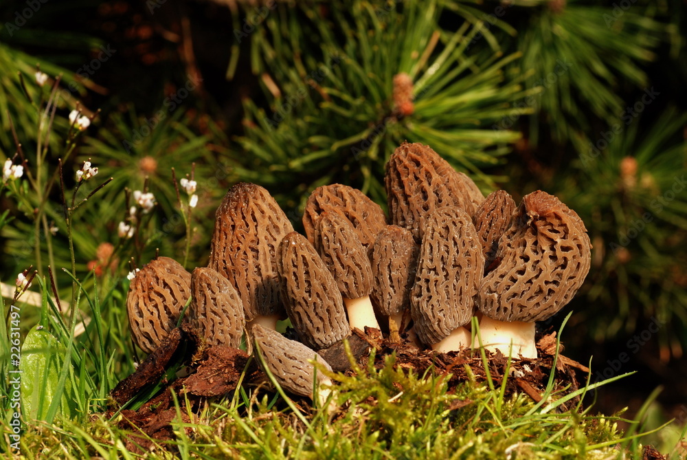 Morchel - morchella esculenta Morchel - morchella esculenta