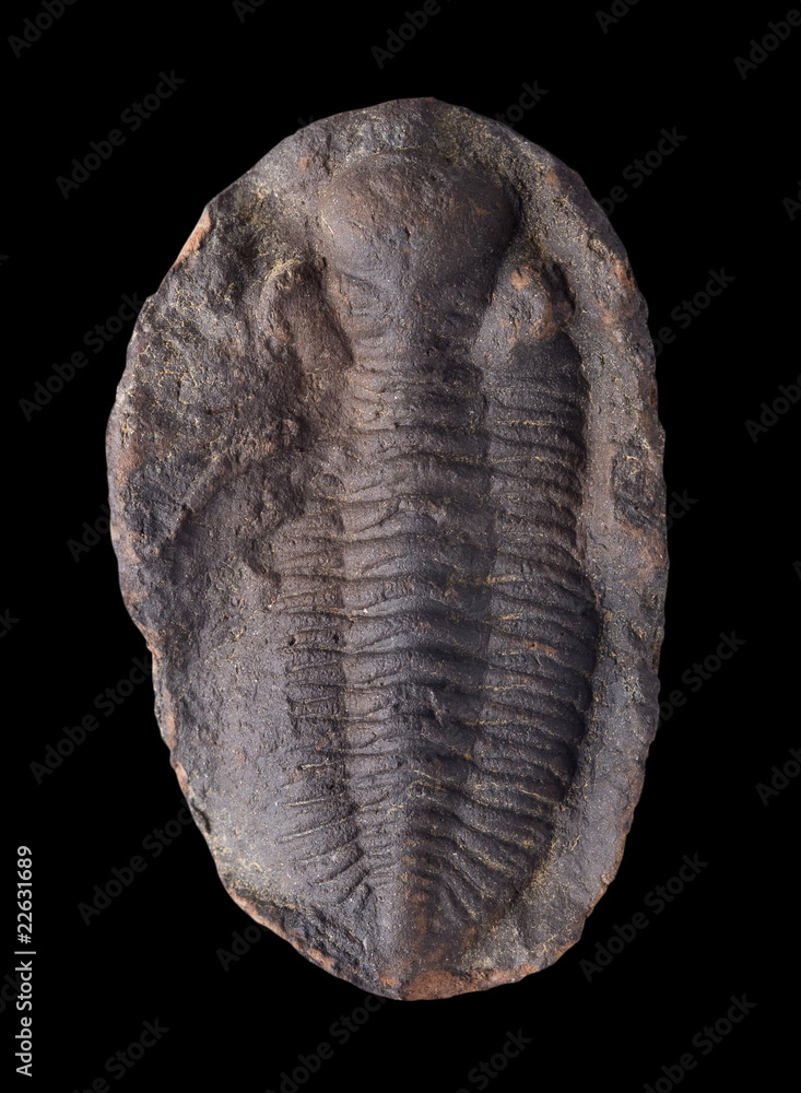 Close up shot of a trilobite. Close up shot of a trilobite.