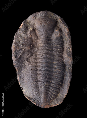 Close up shot of a trilobite.