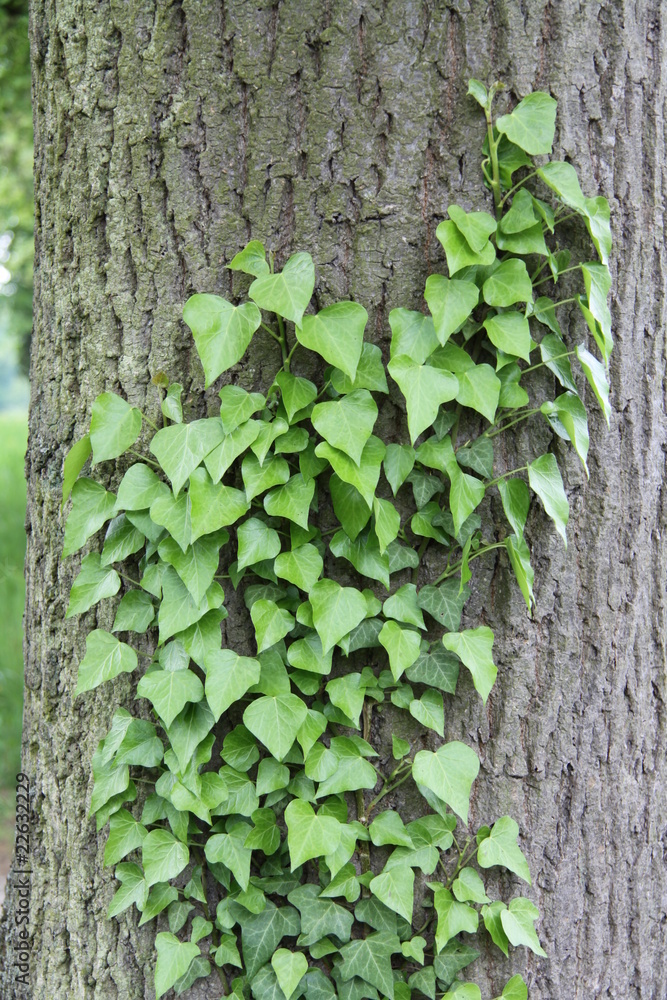 Kletterpflanze am Baum Stock Photo | Adobe Stock