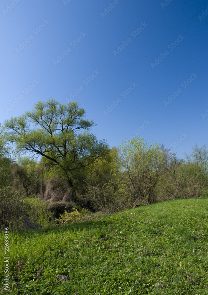 Obraz premium Spring