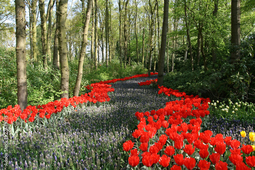 Flowered Path In Woods