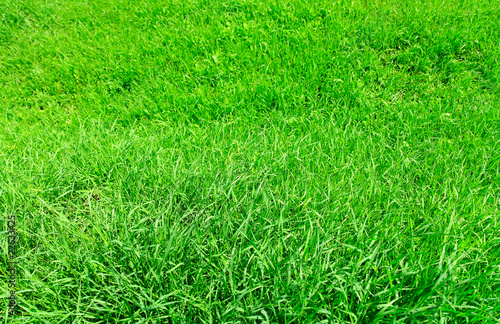 Natural grass - background and texture