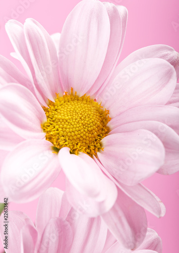 pink daisy flowers