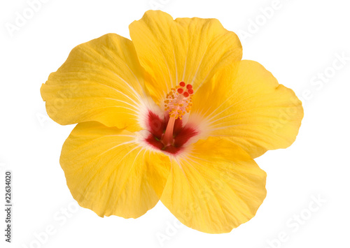 Yellow hibiscus isolated on white photo
