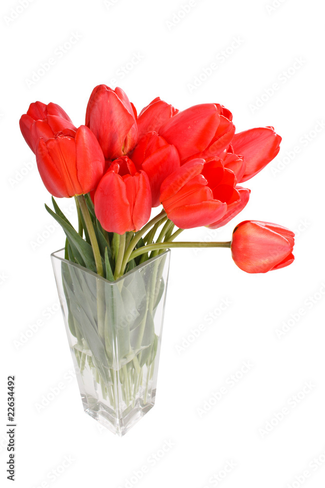 Fototapeta premium Beautiful tulips