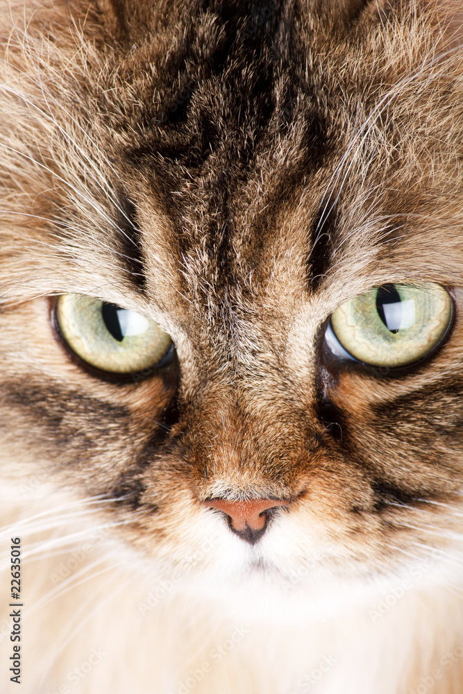 portrait of Siberian cat