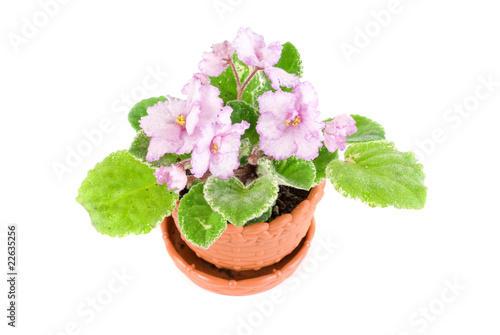 violet