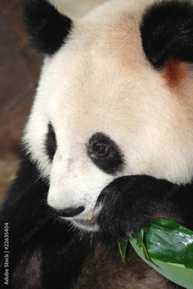 Obraz premium giant panda bear