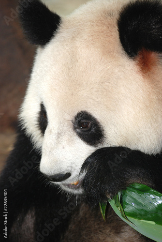 Fototapeta Naklejka Na Ścianę i Meble -  giant panda bear