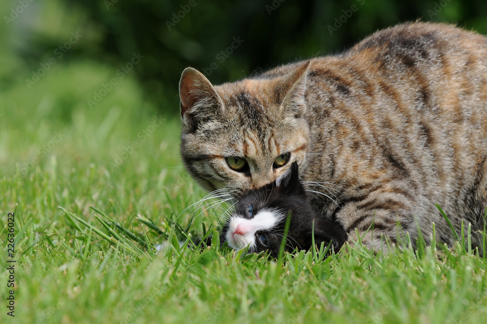 Katze mit Kätzchen