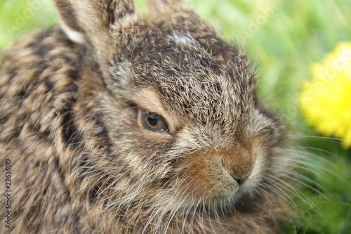 Little hare portrait