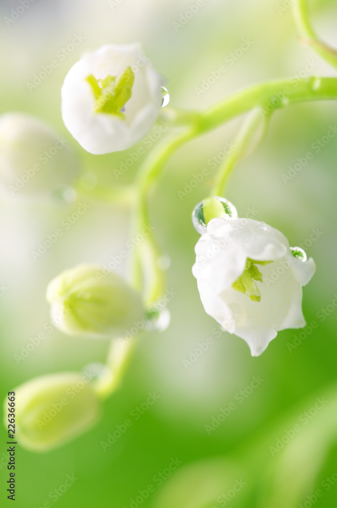 Obraz premium Lily of the valley