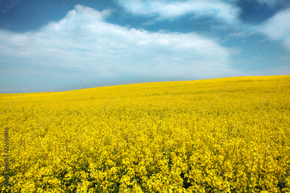 Spring landscape with blue sky and rape Spring landscape with blue sky and rape