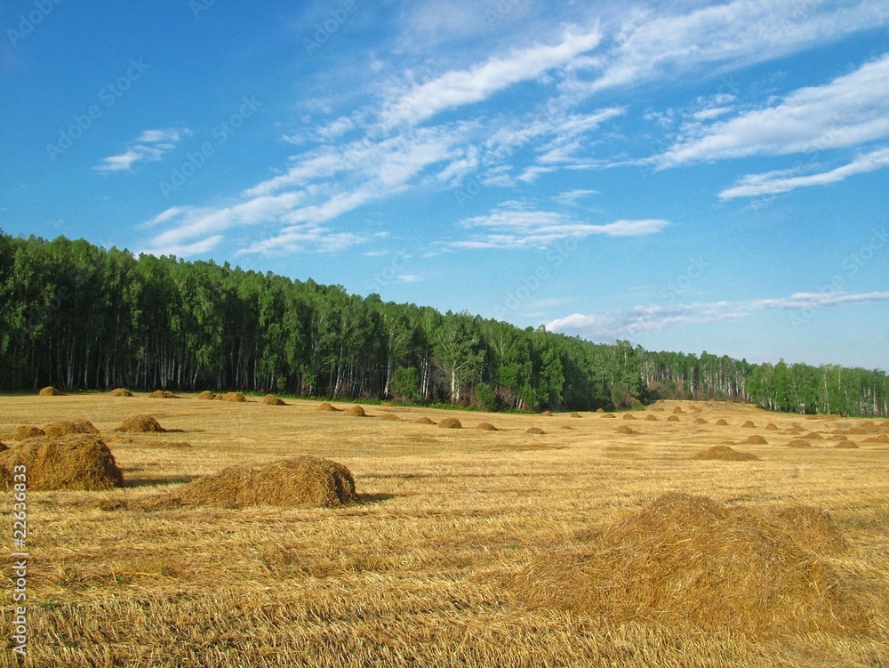 Fototapeta premium Поле