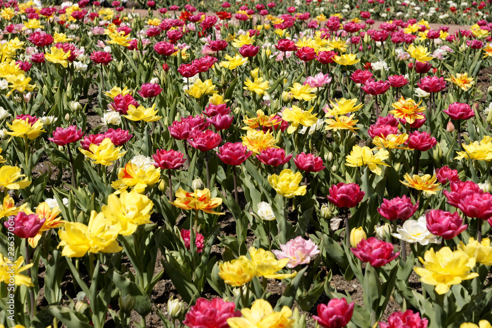 Obraz premium Tulpenmeer v5