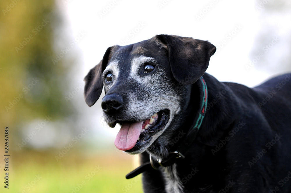 Hundesenior Hundesenior