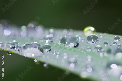 gota de agua, rocío