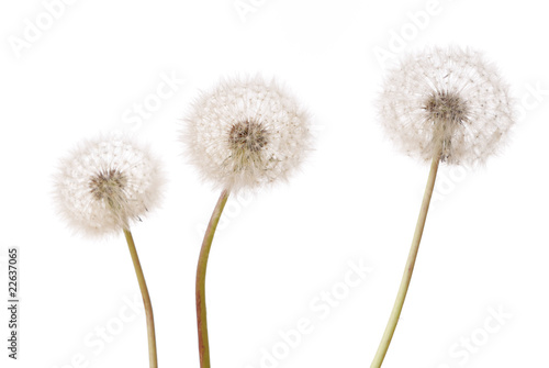 Three dandelion plants on white background