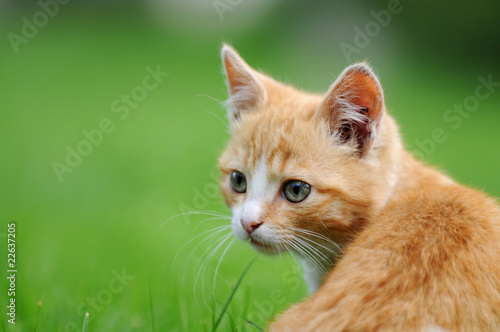 Rotes Katzenkind © Carola Schubbel