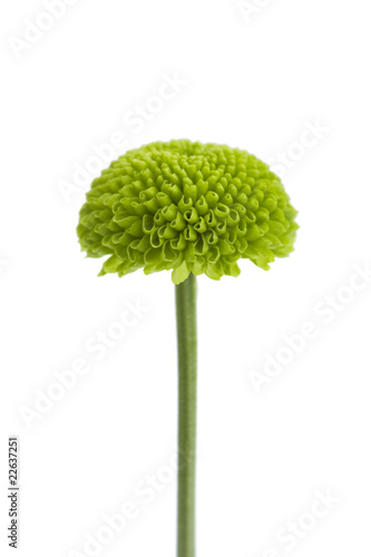 green flower isolated on white photo