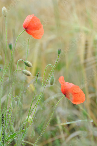 papaver photo