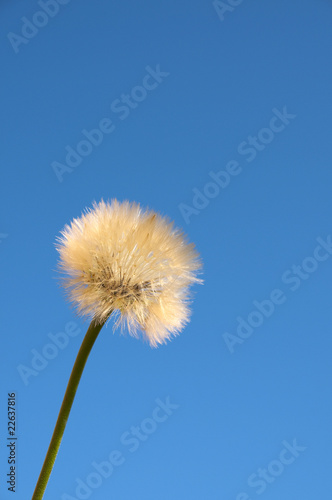 fiore  dente di leone