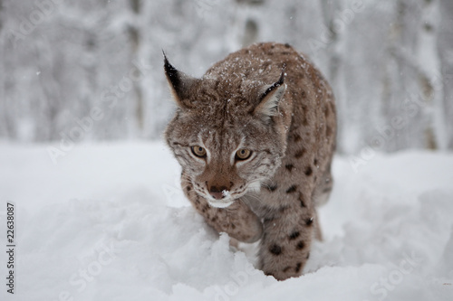 A Female Lynx Hunting