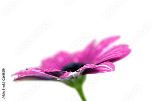 Purple Daisy, Isolated on White