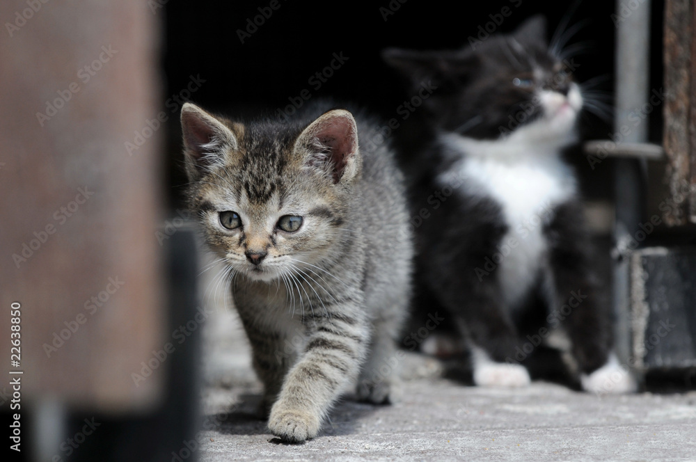 Katzenkind im Stall Katzenkind im Stall