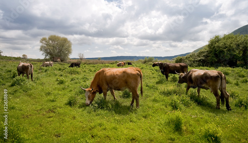 Cows in the field