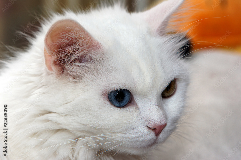 chat chat