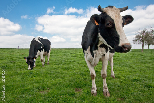 Cow standing in the meadow © Caroline Devulder