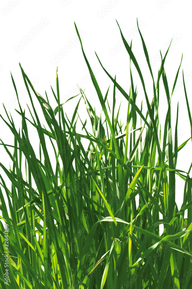 Obraz premium green grass