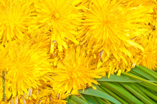 Bunch of yellow dandelion flowers closeup on green grass