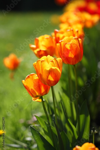 tulipany w ogrodzie