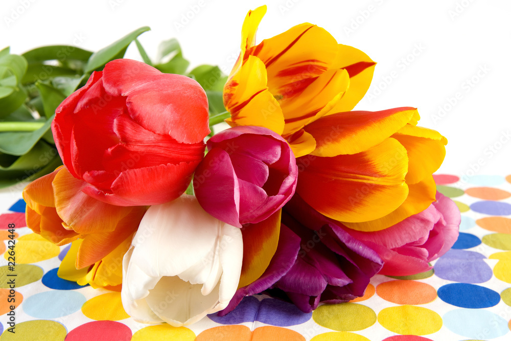 tulips tulips