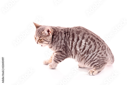 Young cat isolated on white