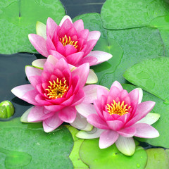 Acrylglasbilder Wasserlilien Rosa Seerosen im Teich  © Trombax